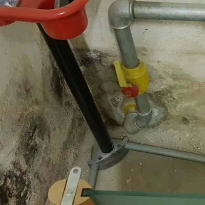 Schimmelbefall